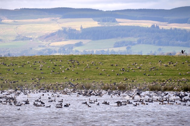 Visitors asked to avoid water sports at Loch Leven to protect birds: Pink-footed geese at Loch Leven NNR ©Lorne Gill/NatureScot