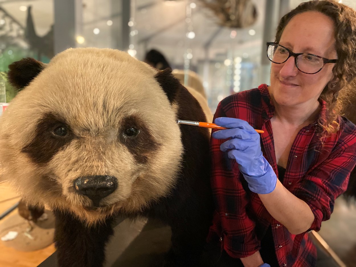 Life on Earth revamp: Rebecca Machin, Leeds Museums and Galleries' curator of natural sciences, cares for specimens of endangered in Leeds City Museum's spectacular Life on Earth galley, which is being revamped. Grandma the panda was the very first living giant panda to travel to the UK.