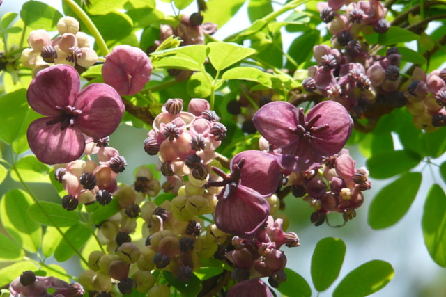 Akebia quinata - Shutterstock