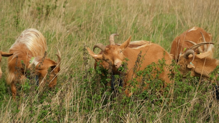 Goats Asket Hill by Louise Gibson: To protect and encourage biodiversity the grassland on Asket Hill is now managed by a herd of goats.
Picture credit: Louise Gibson
