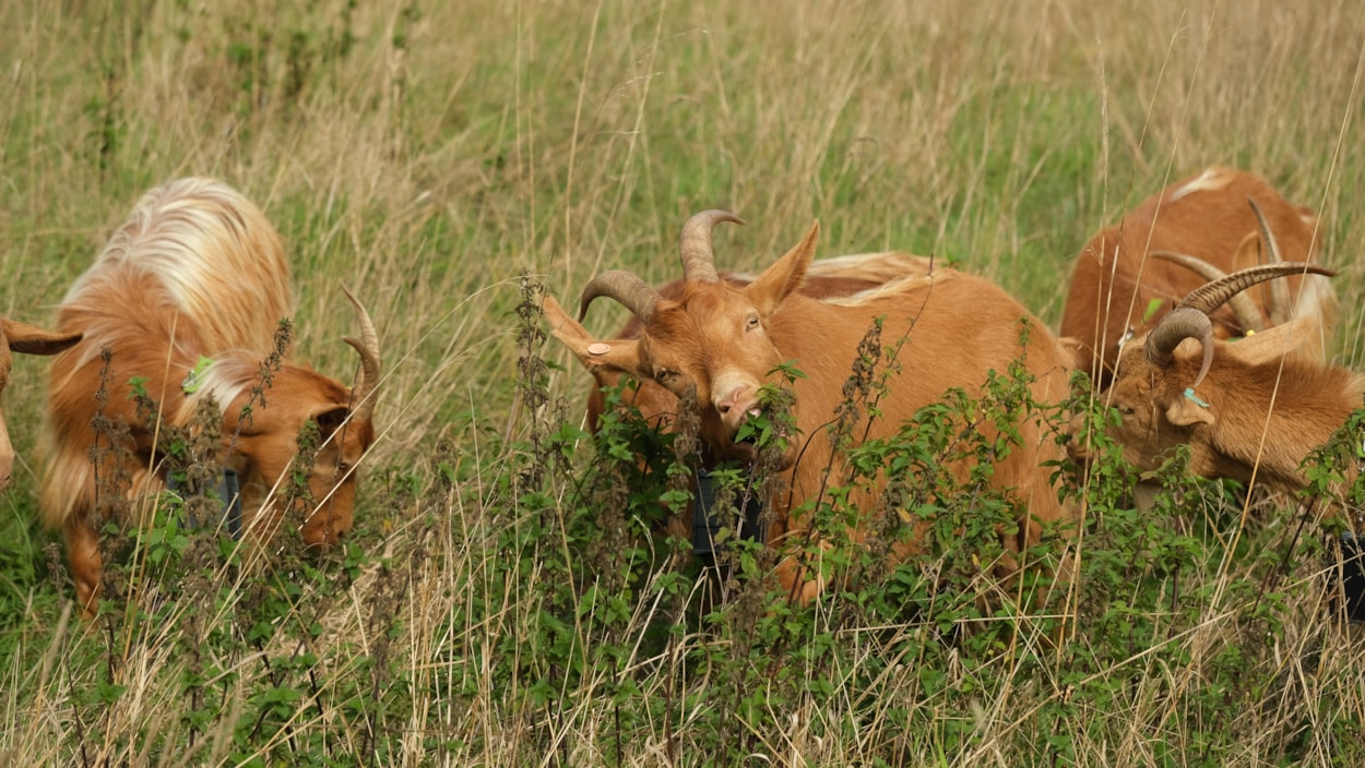 Goats Asket Hill by Louise Gibson: To protect and encourage biodiversity the grassland on Asket Hill is now managed by a herd of goats.
Picture credit: Louise Gibson