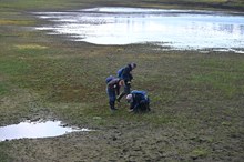 The search for broad-leaved bryum - with NatureScot's Cat O'Brien and RGBE's David Chamberlain.: The search for broad-leaved bryum - with NatureScot's Cat O'Brien and RGBE's David Chamberlain.