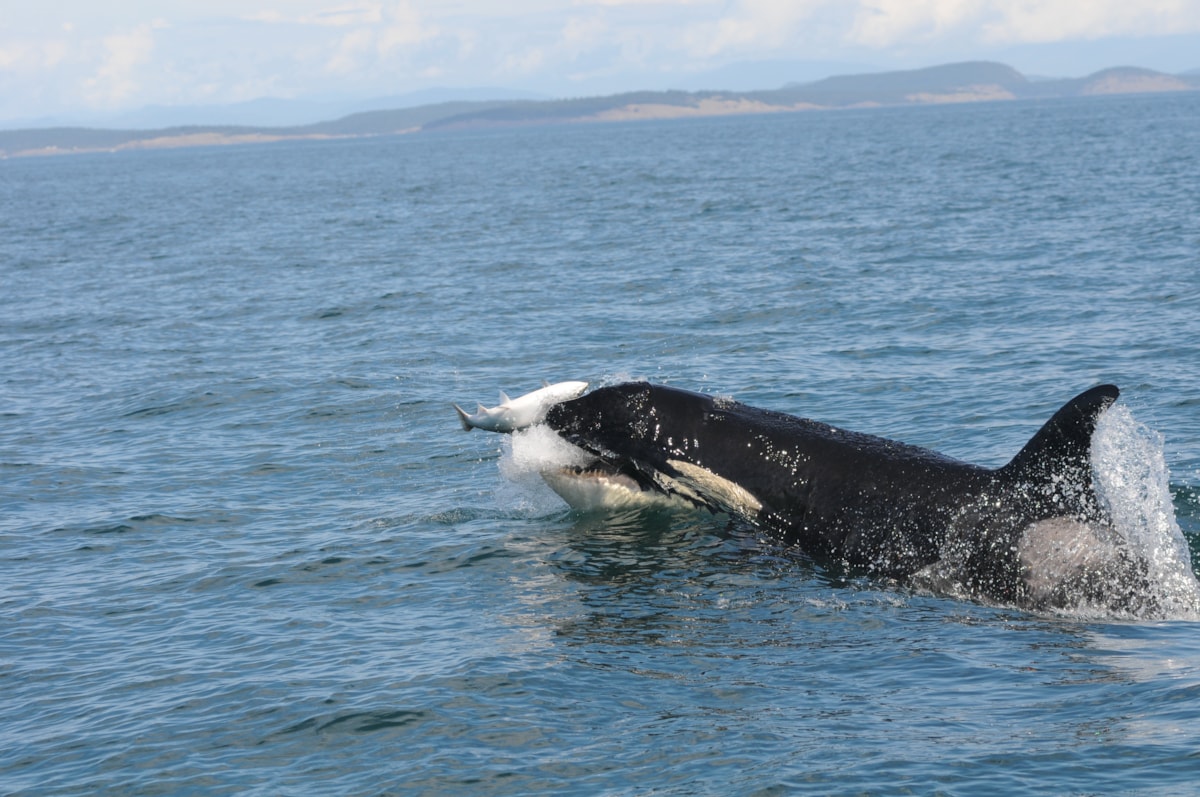 File name: 2016SEP19CKE_036.JPG 

Caption: An orca chases a salmon to the surface. Often orcas will reposition and 