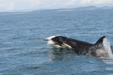 Orca or killer whale capturing a salmon in its mouth