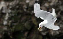 Kittiwake in flight: Black-legged kittiwake in flight. Copyright Lorne Gill/NatureScot