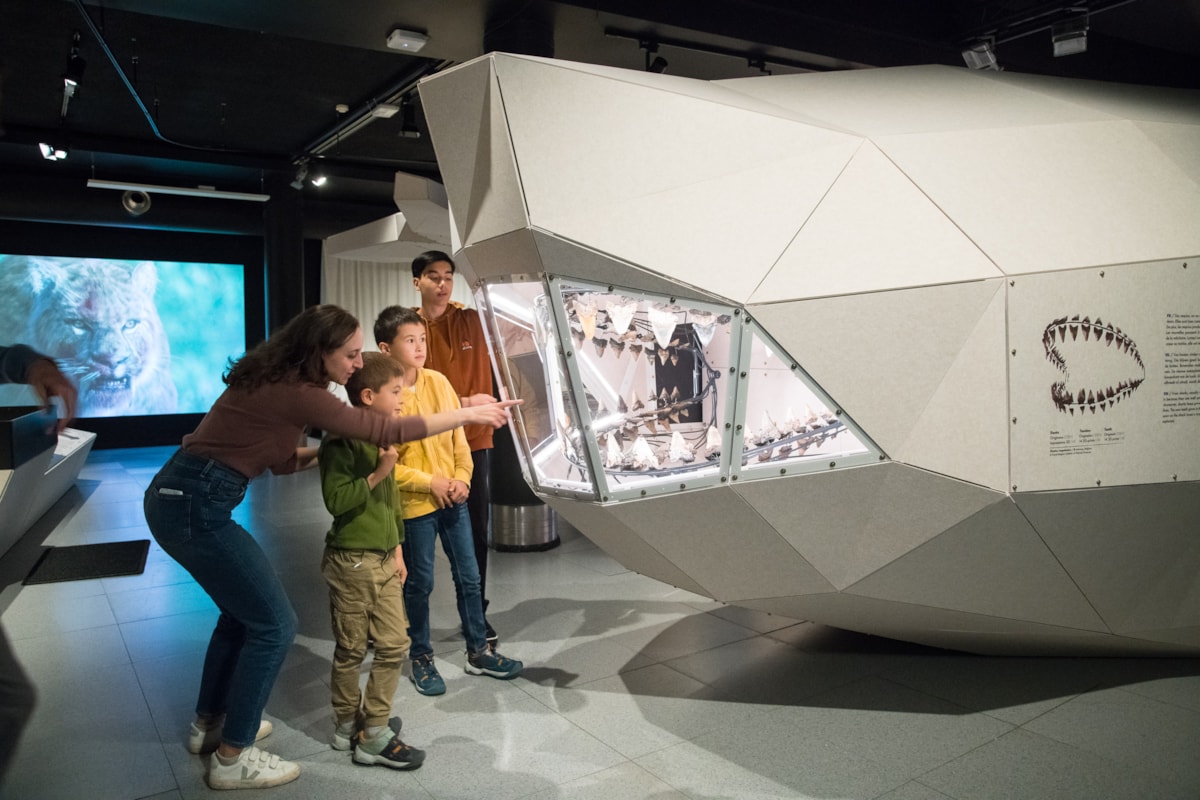 Life-sized 3D model of a megalodon, featured in GIANTS. Photo (c) RBINS (1)