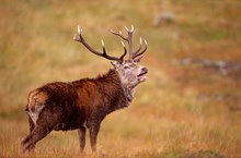 Red deer stag: Red Deer stag (Cervus elphus) roaring during the rutting season, Isle of Rum NNR ©Laurie Campbell/SNH
For information on reproduction rights contact the Scottish Natural Heritage Image Library on Tel. 01738 444177 or www.snh.gov.uk