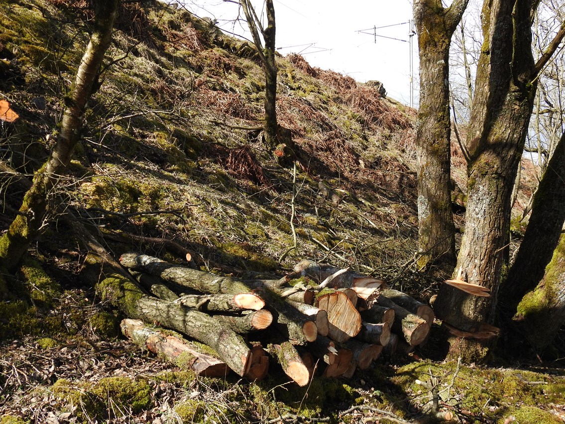 Habitat piles created as part of the Shap cutting wildlife management