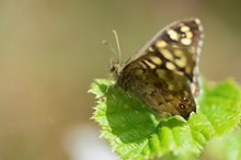 SpeckledWood-D5774 jpg m36840