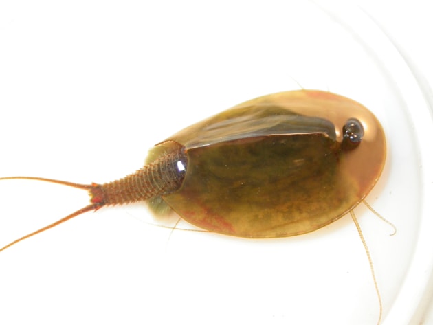 Tadpole Shrimp (c) WWT