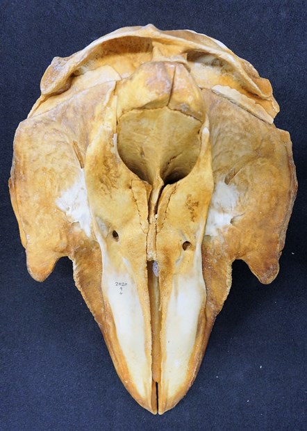Long finned pilot whale top skull. Copyright National Museums Scotland