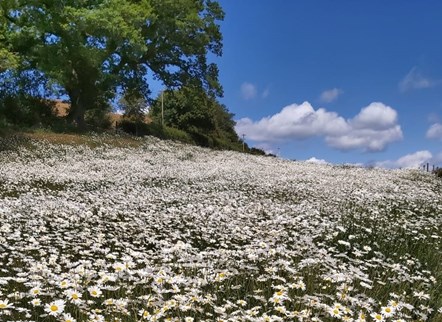 Pollinator Pit Stops