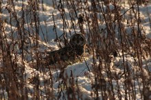 Short-eared owl at Loch Leven: Free use. Please credit Scottish Natural Heritage (SNH).