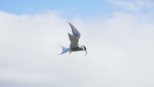 Common tern (c) Eilidh Ross: Common tern (c) Eilidh Ross