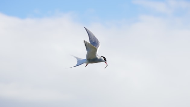 WWII Pillboxes Transformed into Havens for Endangered Seabirds: Common tern (c) Eilidh Ross