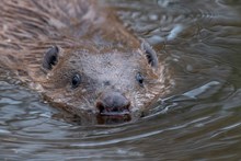 Beaver Portrait ©Beaver Trust