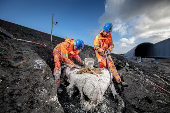 Fossil being cast in plaster prior to removal during a dig at the Greatworth green tunnel Feb 2024: Fossil being cast in plaster prior to removal during a dig at the Greatworth green tunnel Feb 2024