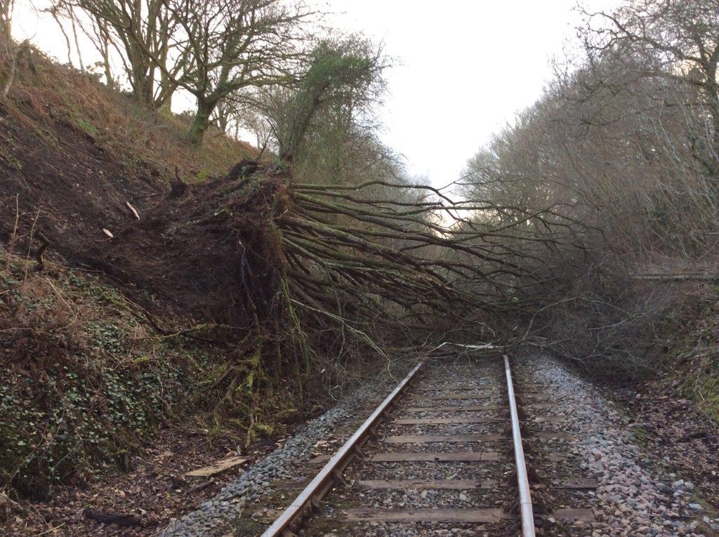 A tree on the line at Cynghordy in Carmarthenshire-2