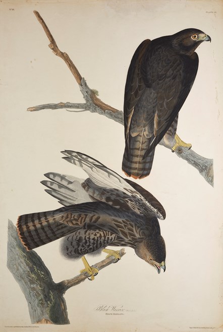 Print depicting a Black Warrior from Birds of America, by John James Audubon. Image © National Museums Scotland