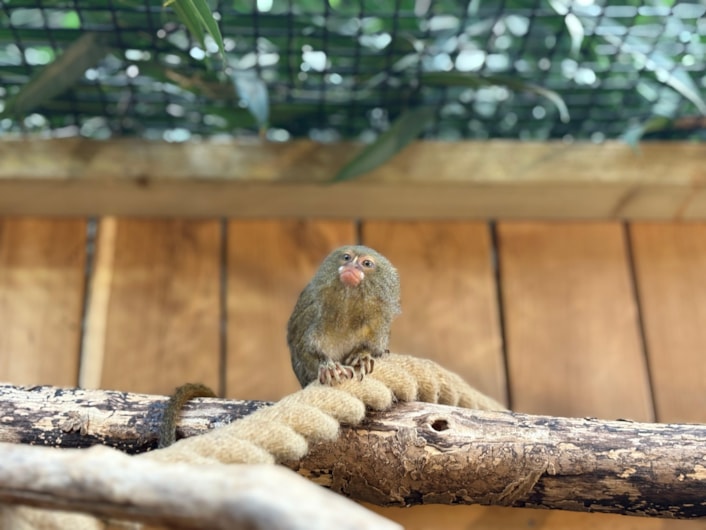 Pygmy marmosets 2: Tropical World has hosted five male pygmy marmosets since 2023, supporting the European Endangered Species Programme by caring for them until they are required for breeding purposes.