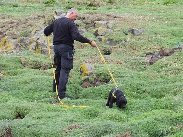 Sniffer dogs help discover storm petrel colony on the Isle of May in UK first: Simon Chapman from K9 with Molly. Credit NatureScot