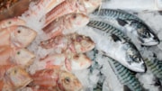 Seafish-148 - Large (1): Seafish-148 - Large (1)