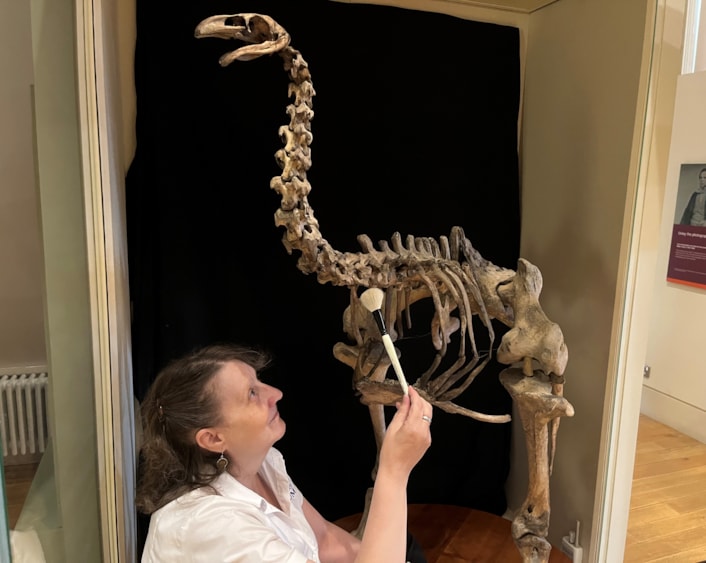 Moa cleaning: Visitor assistant Joanne Medd cleans the incredibly rare and complete bones of the heavy-footed moa, a huge flightless bird which once roamed parts of New Zealand. The skeleton is on display at Leeds City Museum.