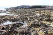 Rockpools on the Shetland coast - credit Mike Burrows-SAMS: Rockpools on the Shetland coast - credit Mike Burrows-SAMS