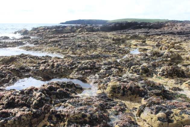 Rockpools on the Shetland coast - credit Mike Burrows-SAMS