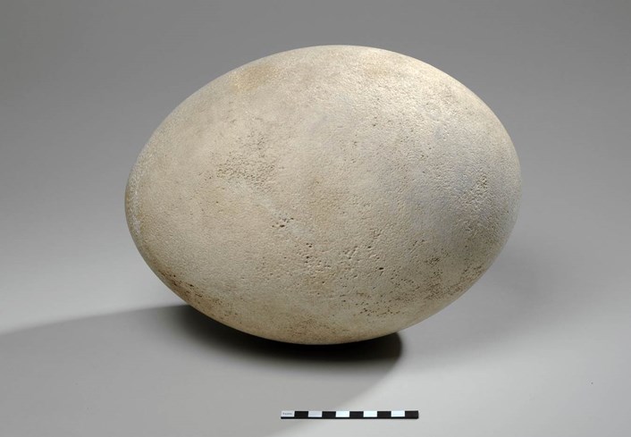 Object of the week- Elephant bird egg: elephantbirdegg.jpg