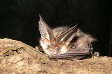 Species on the Edge - Brown Long Eared Bat - credit Hugh Clark