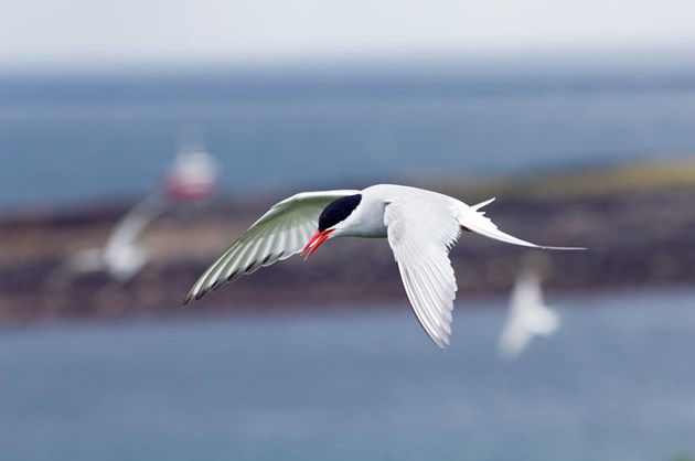 Arctic Tern in flight ©Lorne Gill/NatureScot