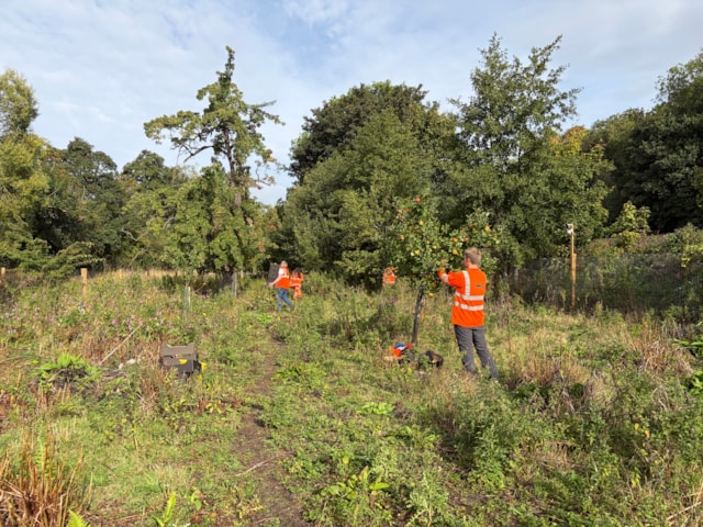 Barnhill Orchard 18.09.25 (4): Barnhill Orchard 18.09.25 (4)