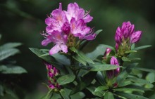 Rhododendron: Rhododendron is an invasive non-native plant and a major threat to Scotland's biodiversity, preventing regeneration of woodlands .©Lorne Gill/NatureScot