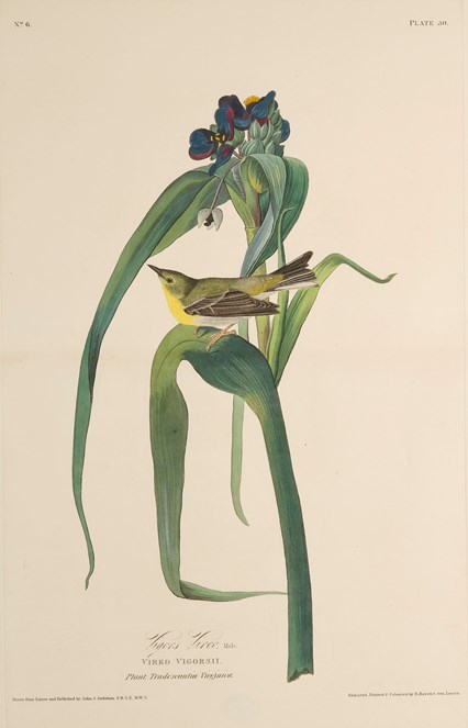 Print depicting a Vigors Vireo from Birds of America, by John James Audubon. Image © National Museums Scotland