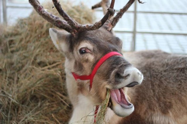 Passengers and shoppers invited to attend reindeer meet and greet and retailer giveaway at London Paddington station: Reindeer