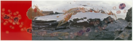 HC VL No3 © Estate of Helen Chadwick. Courtesy Richard Saltoun Gallery