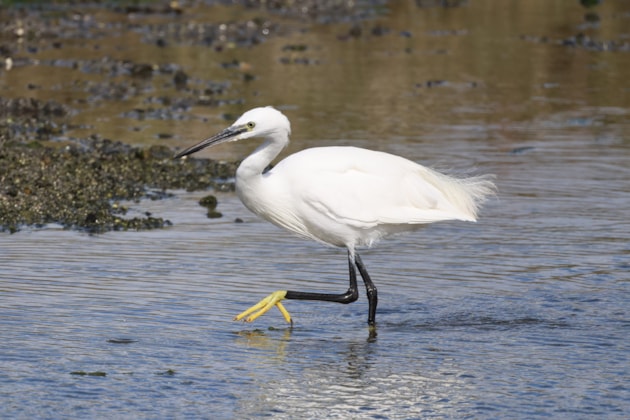 Little egret adult in the water at Forvie ©Catriona Reid/NatureScot