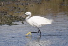Little egret adult in the water at Forvie ©Catriona Reid/NatureScot