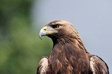 Golden eagle ©Lorne Gill/NatureScot