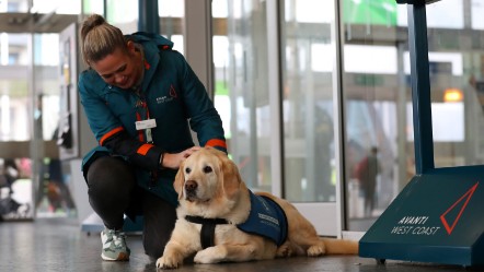 A women crouches down over a guide dog lying on the floor with her right hand stroking its head