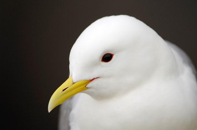 Highs and lows at Shetland National Nature Reserves this year: Kittiwake ©Lorne Gill/NatureScot