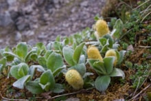 Wooly Willow ©David Whitaker Highland Wildlife Photography