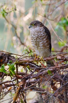Sparrowhawk: Sparrowhawk, copyright Scottish Natural Heritage (SNH).