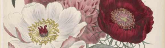  The Power of Gardening at Leeds Central Library