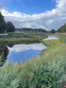 Wild Park Rainscape ©The Living Coast-Roderick Wilson: Wild Park Rainscape ©The Living Coast-Roderick Wilson