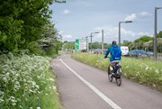 TfL Image - White wildflowers on path: TfL Image - White wildflowers on path