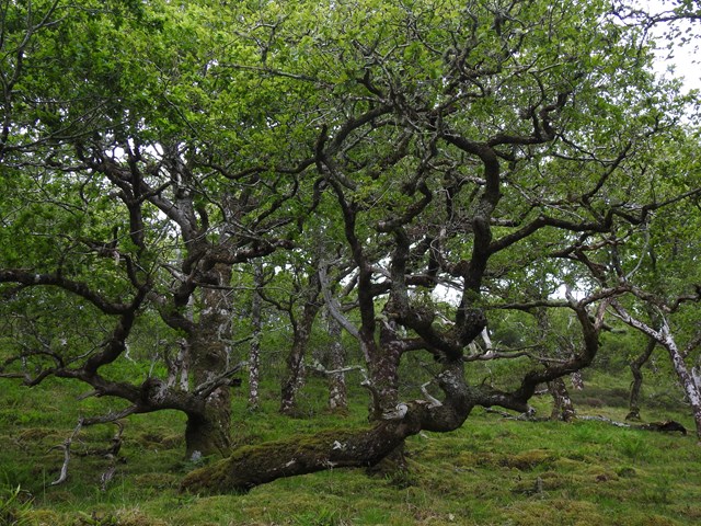 Scotland's Rainforest - credit Alliance for Scotland's Rainforest