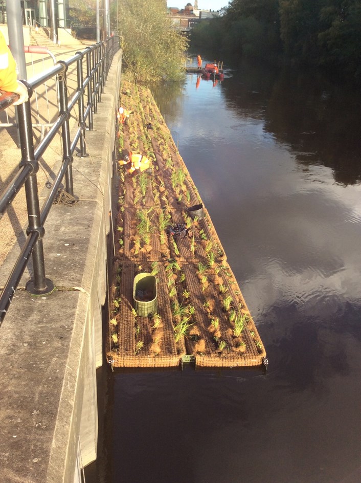 Floating vegetated riverbanks on the river Aire near to Leeds Station