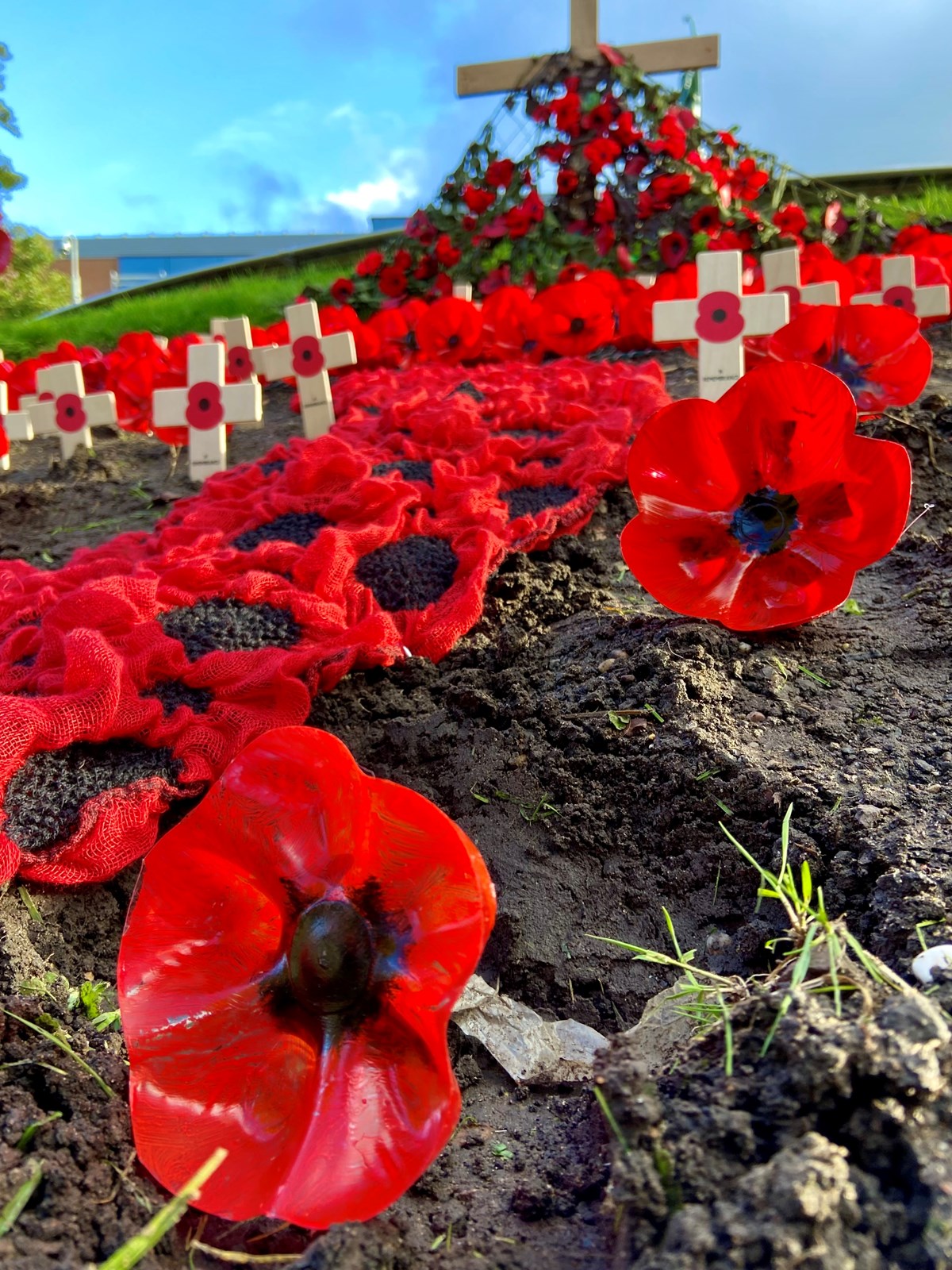 picture of poppies in coronation gardens